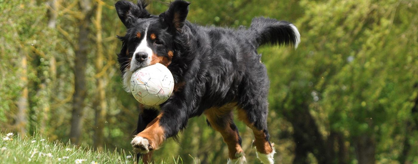The Bernese Mountain Dog Club of Ontario The Breeder's List